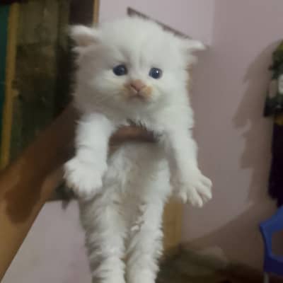 Persian kittens for sale 0-3-1-3-6-8-7-1-5-3-4