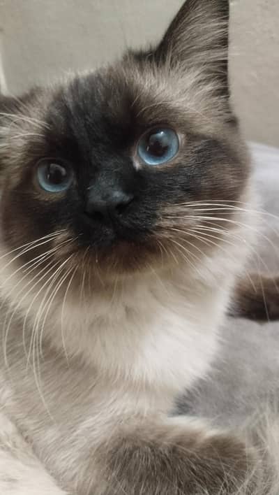 beautiful Siamese