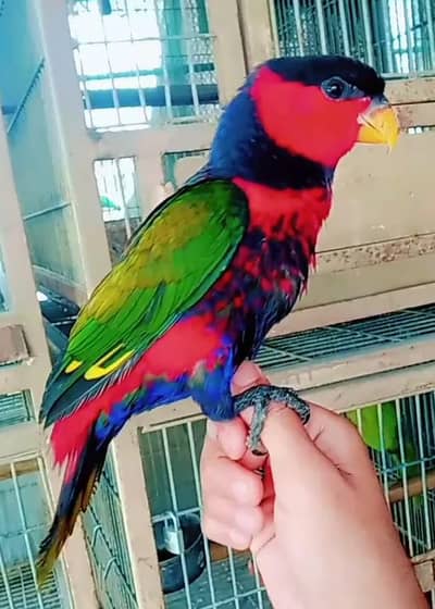 Black cap tamed 03156376925