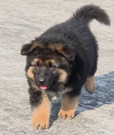 German Shepherd Male Puppy Available