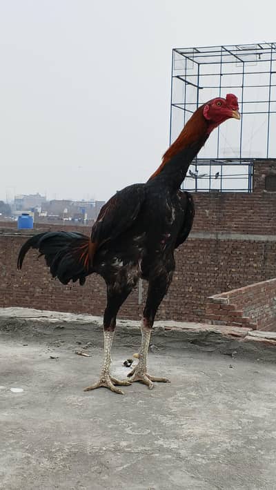 hint Burmi male Quality Bird