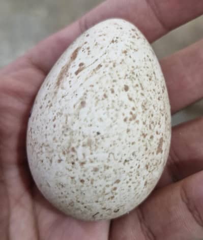Turkey Eggs