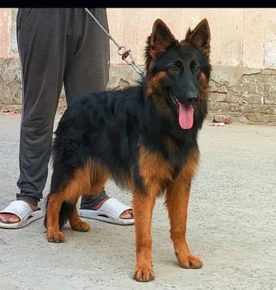 German Shepherd female available
