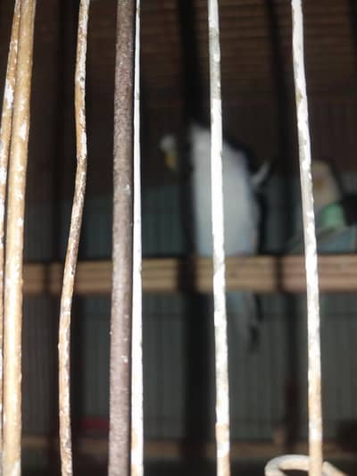 Tcb Hogoromo Female / Turquoise Blackwing Female / ream Red Eye Female