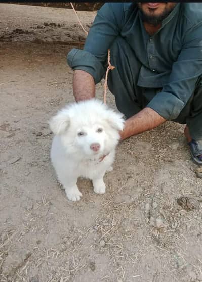 Russian copy dog pink nose eag 2 month 0348=58.36=842 WhatsApp