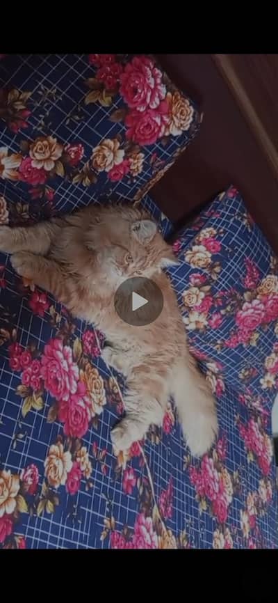 Persian male cat available for sale