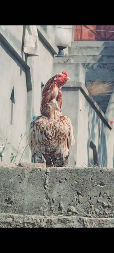 High quality Aseel breeder for Sale