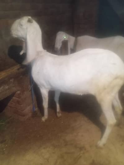 Rajan Puri bettel path 03141446467