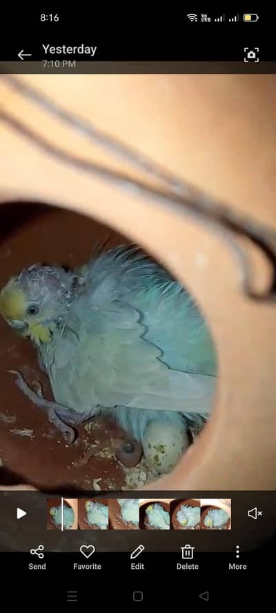 Australian 1 pair with cage 03066623459