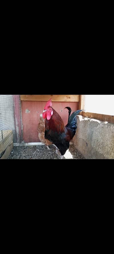 Golden Misri Male for sale