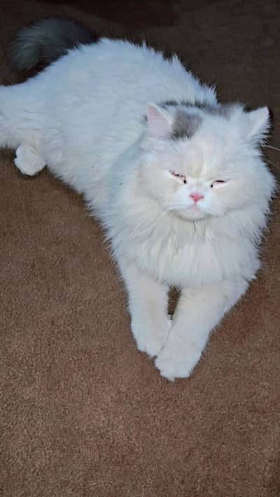 Beautiful White Persian Cat for Sale