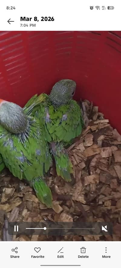 Raw And Ringneck chicks for sale