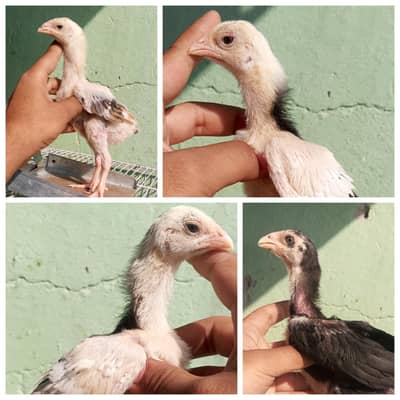 Shamo Aseel Chicks Murga Japanese | German Oh Shamo | Lasani Chicks