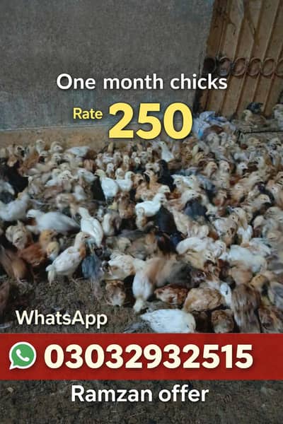 Day old/golden chick's/ eggs laying hens |/pathy pathiya