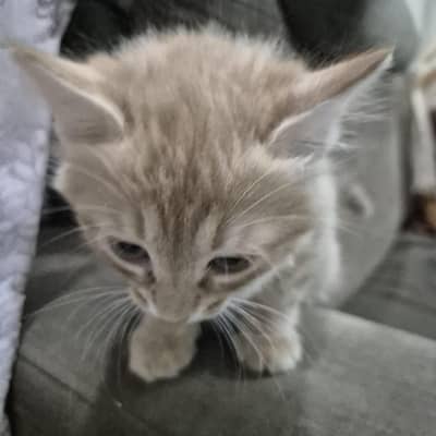 my sweet Kitten semi-persian