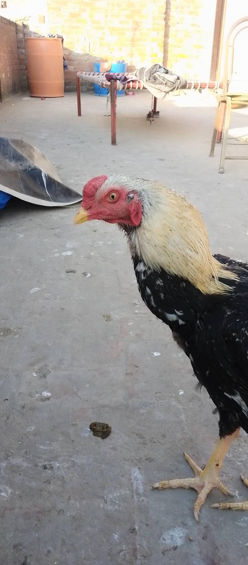 white java for sale 0