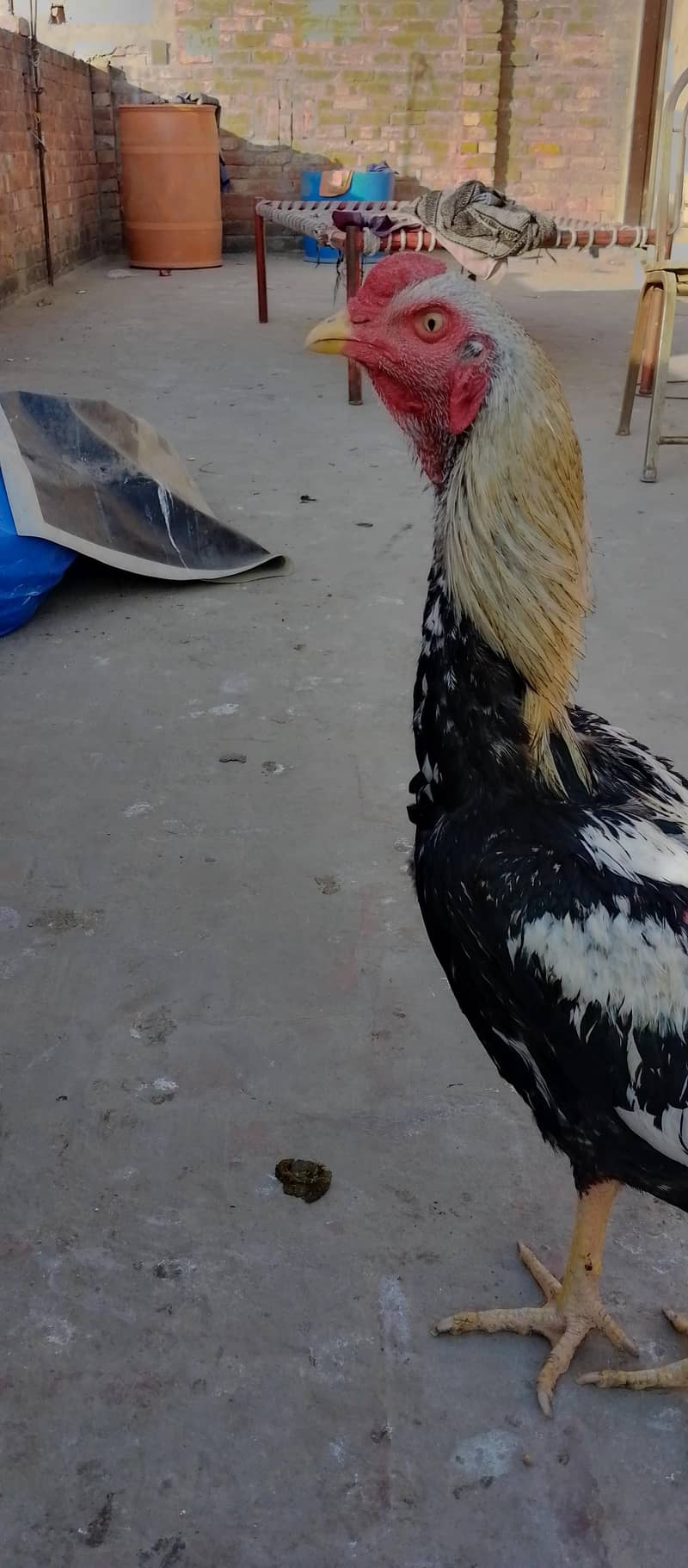 white java for sale 1