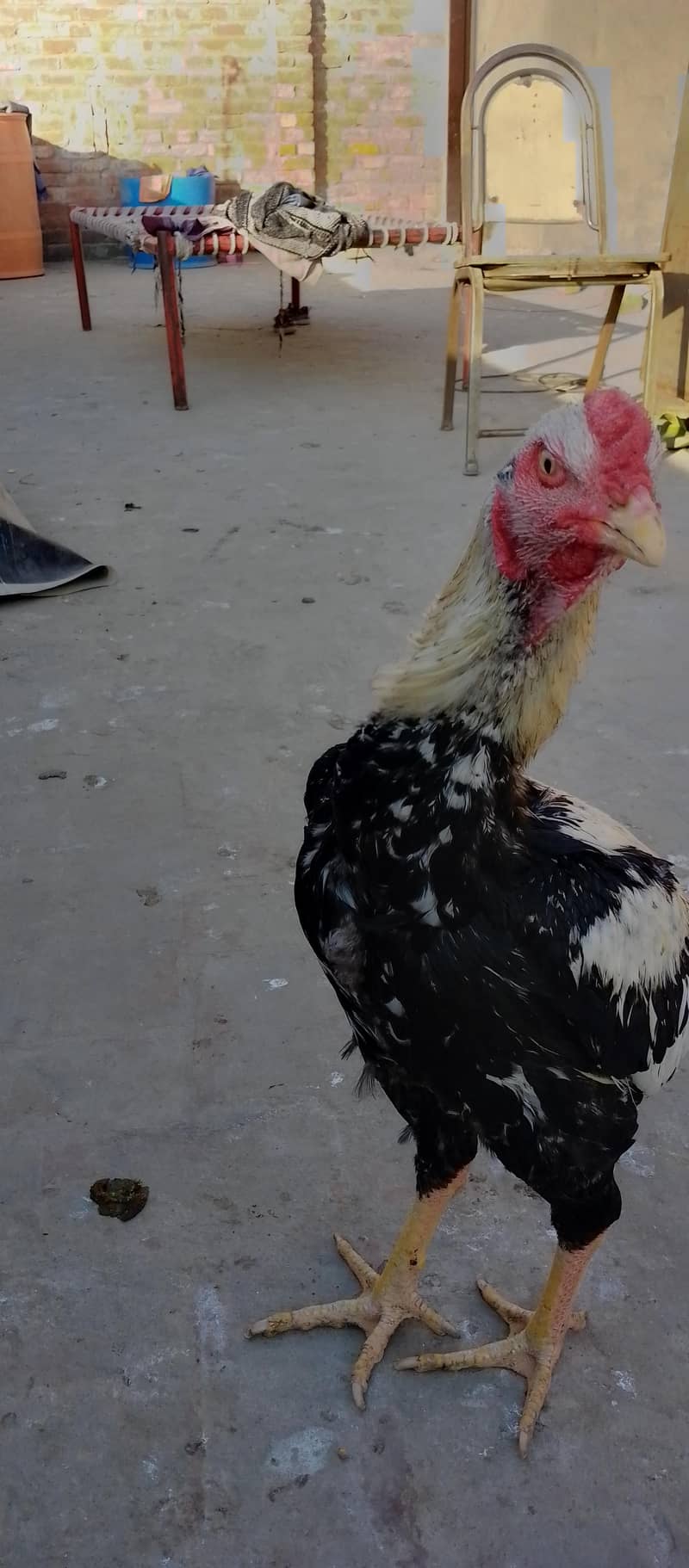 white java for sale 2