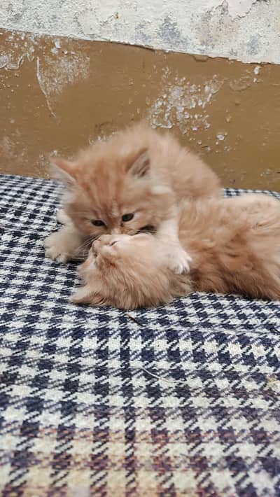 Persian pair kitten