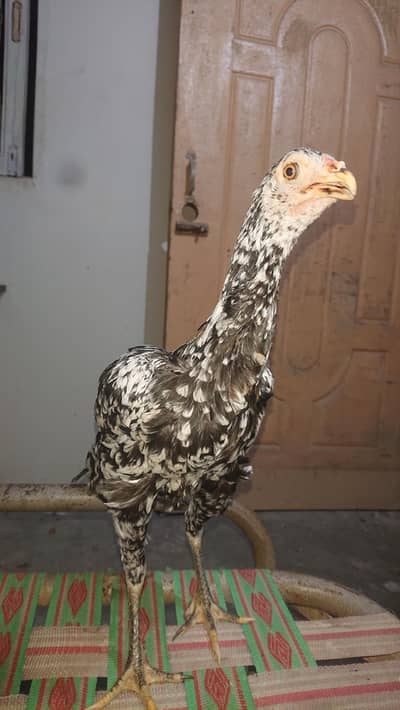 Sindhi Aseel Ye offer bs Eid tk hi hai. .