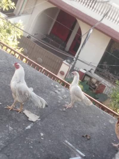 White Aseel murga for sale