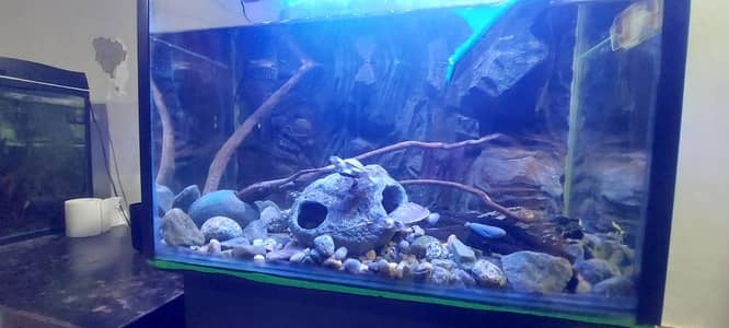 aquarium turtle/fish  3D tank