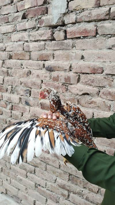 Aseel ayam cemani Or polish avail