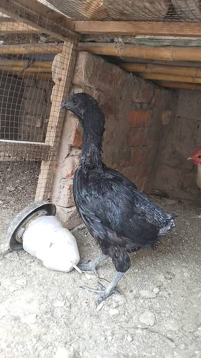 Aseel ayam cemani Or polish avail