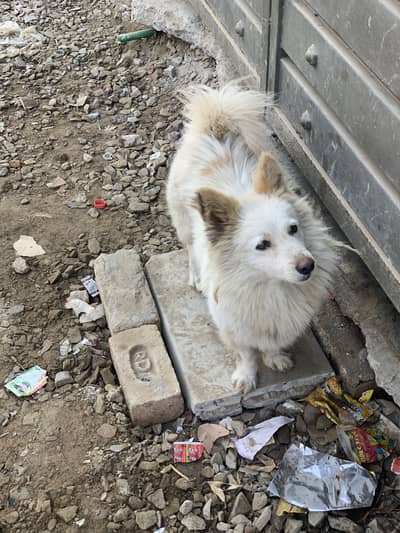 Russian Dogs for sale