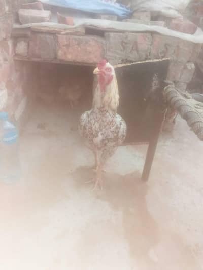 ak murga zyada age ka or murgi hay achi nasal kii wo achi hay