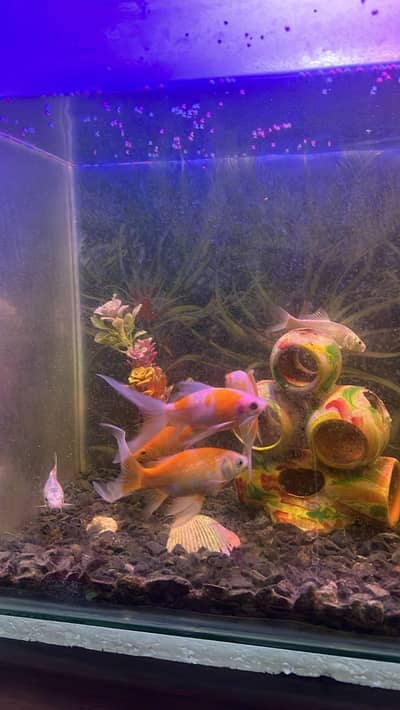 Aquarium For Sale