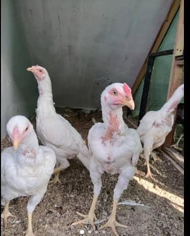 Heera Aseel | Heera Pair | Heera