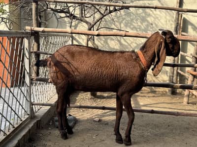 Nagri Beetal Bakri/ Big Size Goat