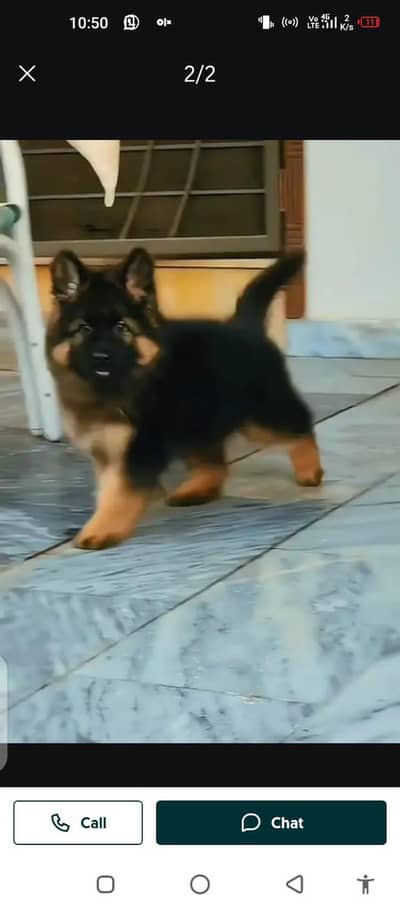 German Shepherd dog for sale male or female my WhatsApp03314372136