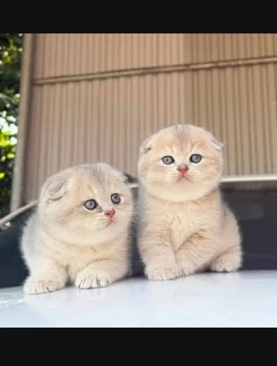 Scottish fold kitten.  03306254917