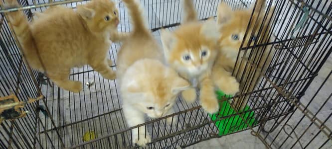 Persian Kittens