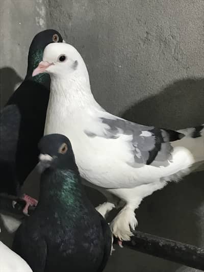 a one breeder pair vip and one baby gift