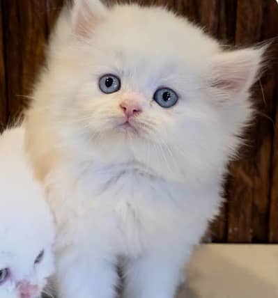 Persian cat for sale my WhatsApp number 03 45 70 84 434