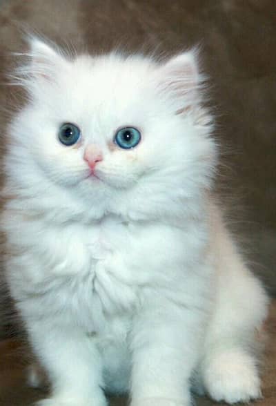 Persian cat for sale my WhatsApp number 03 45 70 84 434