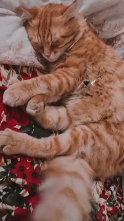 double coated Persian