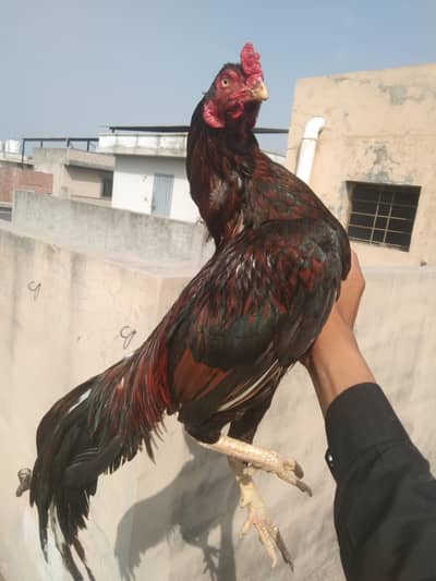 Mianwali amroha aseel pair zero size