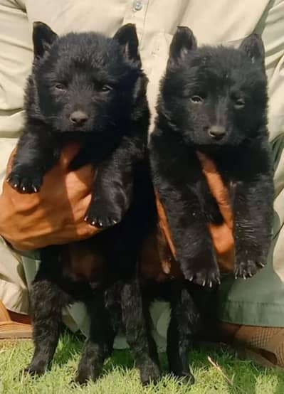 German Shepherd puppies for sale