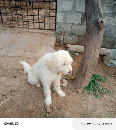 urgent for seal male dog whatsap or cal 03170510348
