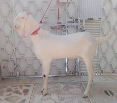 Male Goat For sale