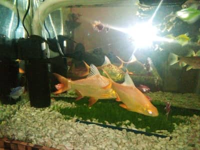 tilfan bag pair ha 12 inc ki fish ha actif ha