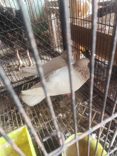 pigeons aur murga for sale