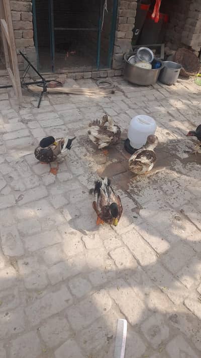 Healthy Duck Pair for Sale  Beautiful Male & Female