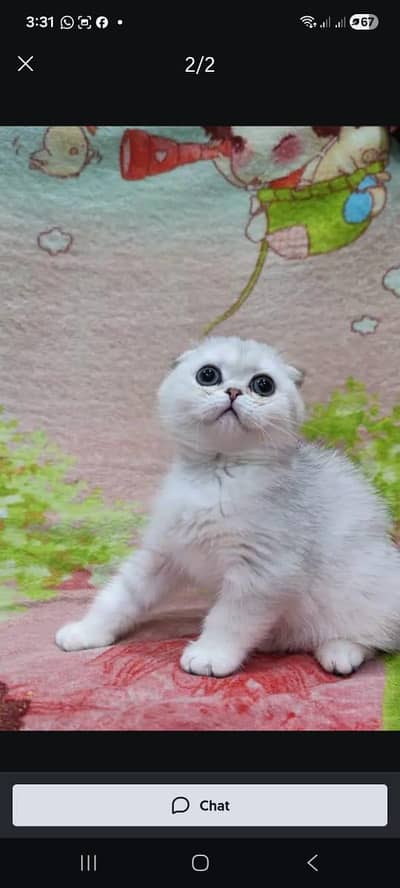 Scottish fold kitten for sell.  03306254917