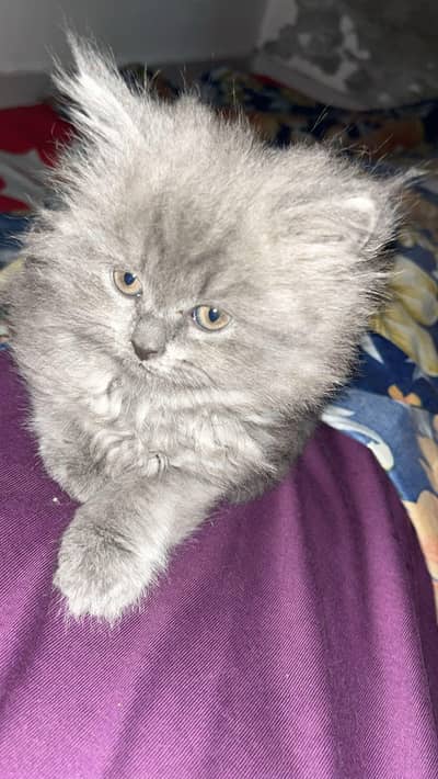 Persian male cat