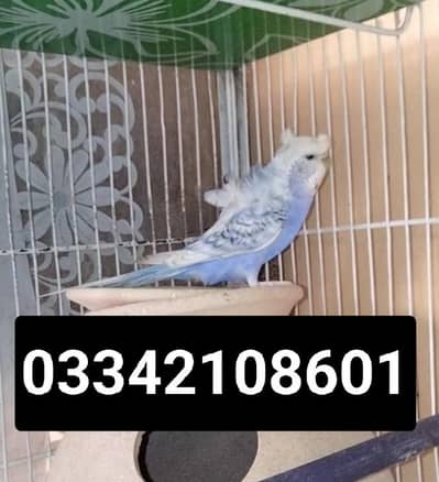 hogoromo double flower spangle rainbow budgies chicks pair cocktail